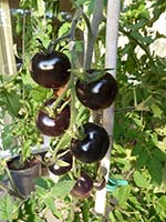 schwarze Tomaten